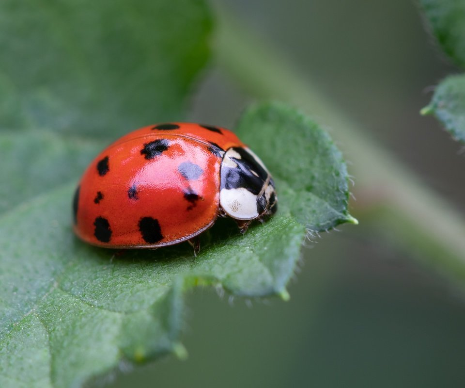 Обои жук, макро, фон, божья коровка, боке, beetle, macro, background, ladybug, bokeh разрешение 5851x3291 Загрузить