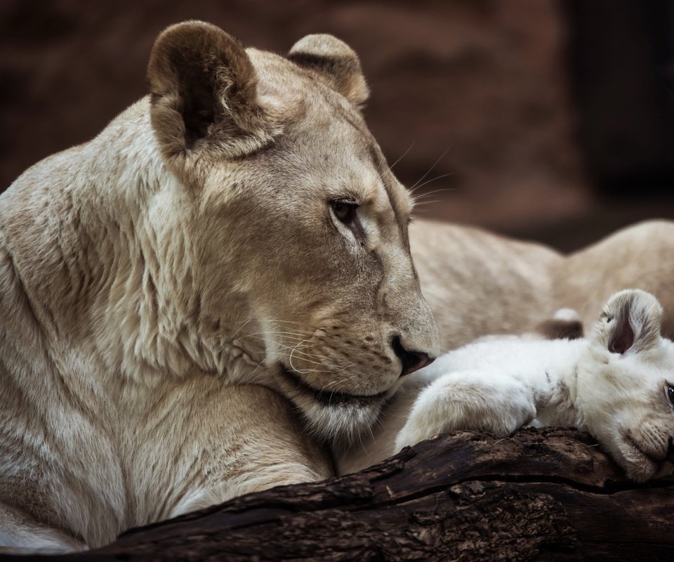 Обои львица, lioness разрешение 3840x2400 Загрузить