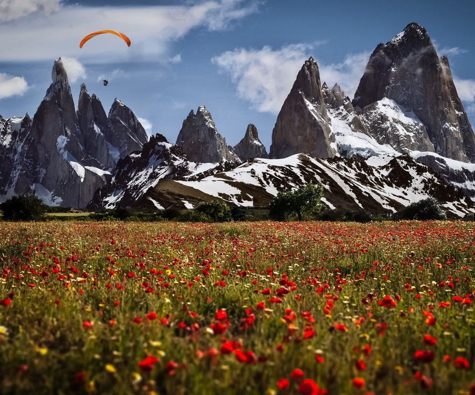 Обои цветы, горы, швейцария, маки, луга, парапланерист, flowers, mountains, switzerland, maki, meadows, paraglider разрешение 3840x2160 Загрузить