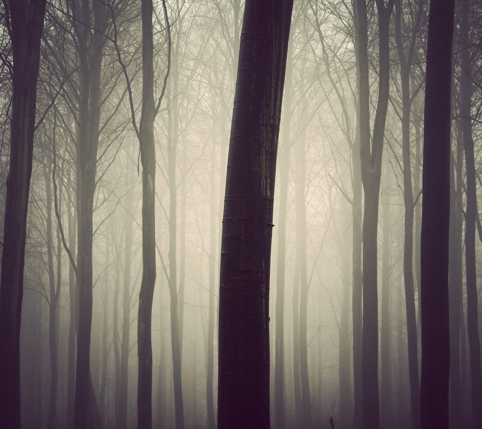 Обои деревья, дерево, лес, туман, стволы, lдерево, trees, tree, forest, fog, trunks разрешение 3000x2000 Загрузить