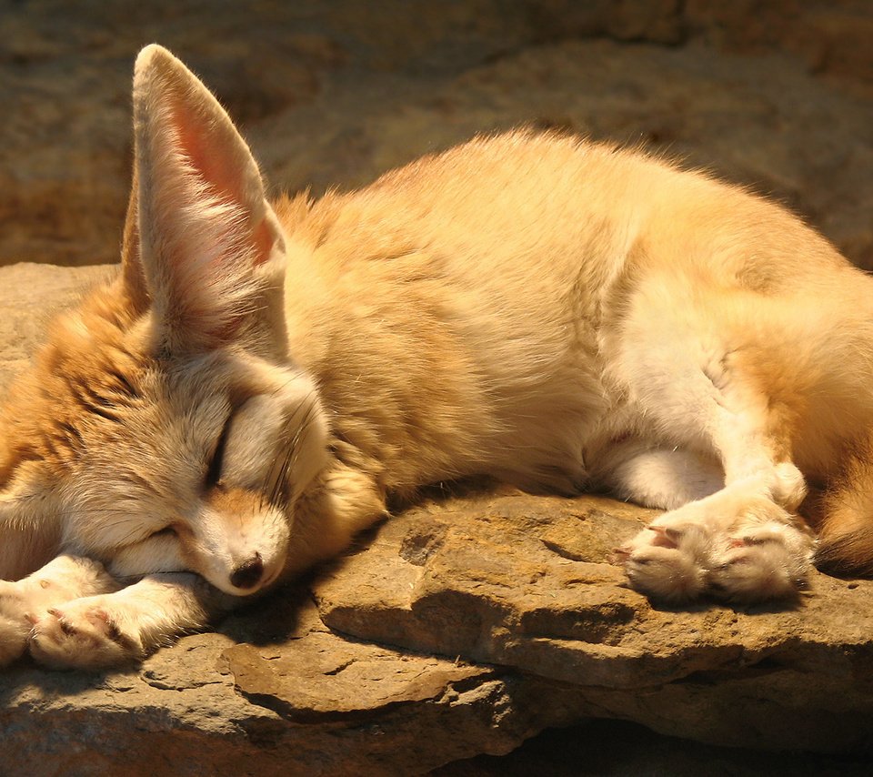 Обои спит, фенек, лисица, ушки, отдыхает, sleeping, fenech, fox, ears, resting разрешение 1920x1080 Загрузить