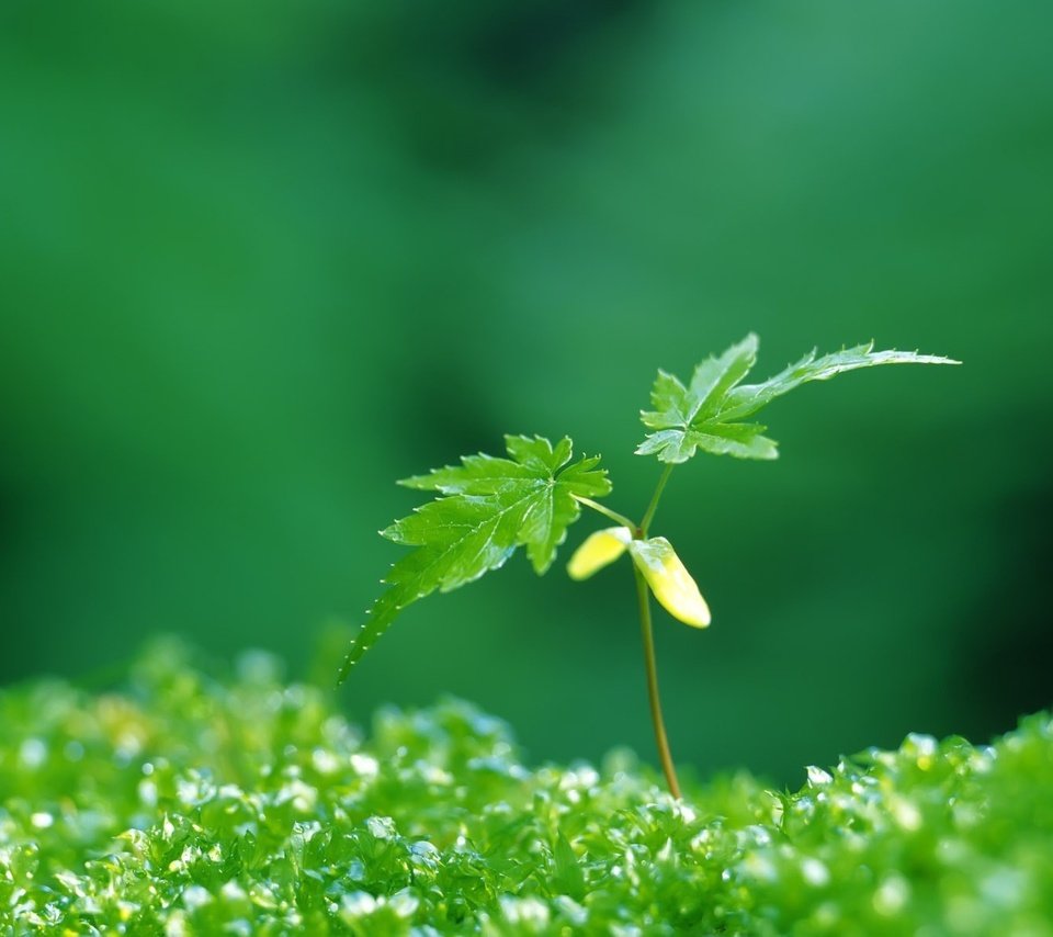 Обои зелёный, листочки, растение, росток, green, leaves, plant, rostock разрешение 1920x1200 Загрузить