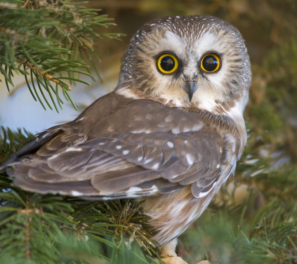 Обои глаза, сова, природа, клюв, eyes, owl, nature, beak разрешение 1920x1200 Загрузить
