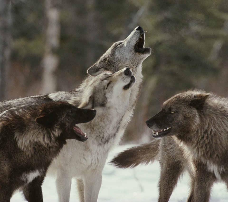 Обои хищник, волки, стая, воют, волк, predator, wolves, pack, howl, wolf разрешение 2548x1700 Загрузить