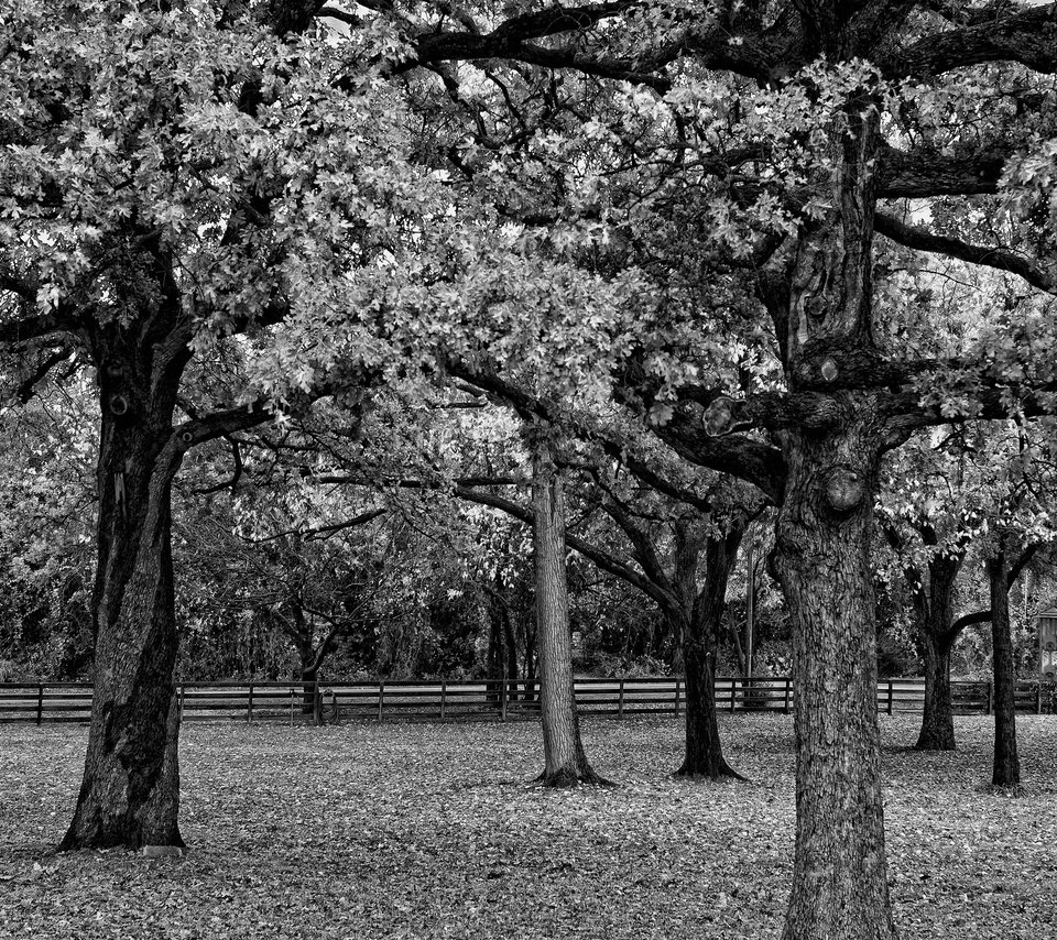 Обои деревья, парк, ветви, листва, забор, чёрно-белое, черно-белая, trees, park, branch, foliage, the fence, black and white разрешение 2560x1600 Загрузить