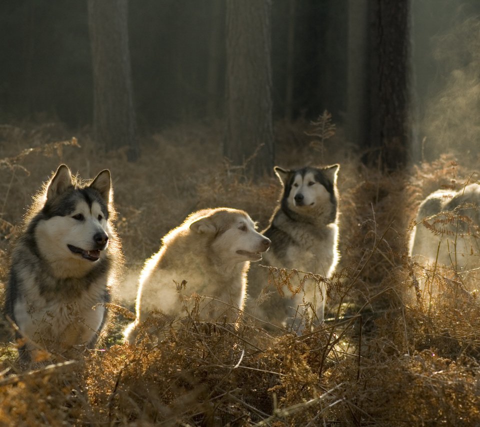 Обои солнце, лес, хаски, собаки, аляскинский маламут, the sun, forest, husky, dogs, alaskan malamute разрешение 3888x2592 Загрузить