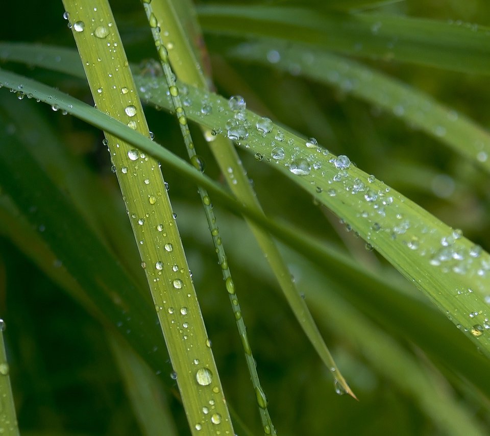 Обои трава, макро, роса, капли, капельки, десктоп, зеленые листья, grass, macro, rosa, drops, droplets, desktop, green leaves разрешение 1920x1080 Загрузить