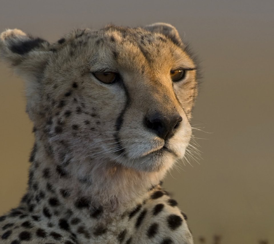 Обои морда, взгляд, леопард, гепард, face, look, leopard, cheetah разрешение 1920x1200 Загрузить