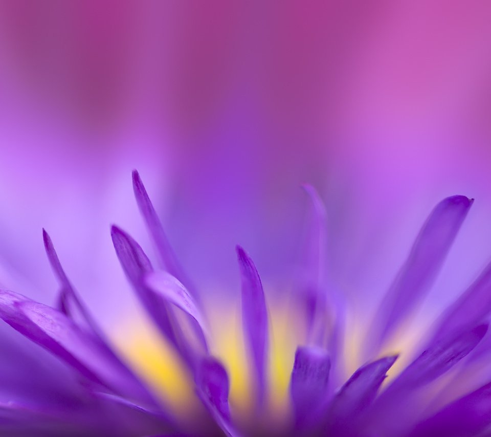 Обои цветок, фиолетовый, хрупкий, flower, purple, fragile разрешение 2560x1600 Загрузить