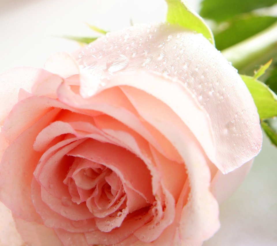 Обои цветок, роза, нежность, шипы, flower, rose, tenderness, spikes разрешение 2560x1600 Загрузить