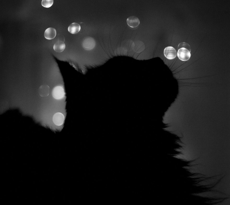 Обои ночь, кот, кошка, чёрно-белое, профиль, силуэт, окно, night, cat, black and white, profile, silhouette, window разрешение 1920x1200 Загрузить