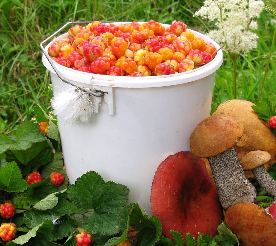 Обои лето, грибы, ягоды, урожай, морошка, подосиновик, сыроежки, summer, mushrooms, berries, harvest, cloudberry, boletus, russula разрешение 2560x1600 Загрузить