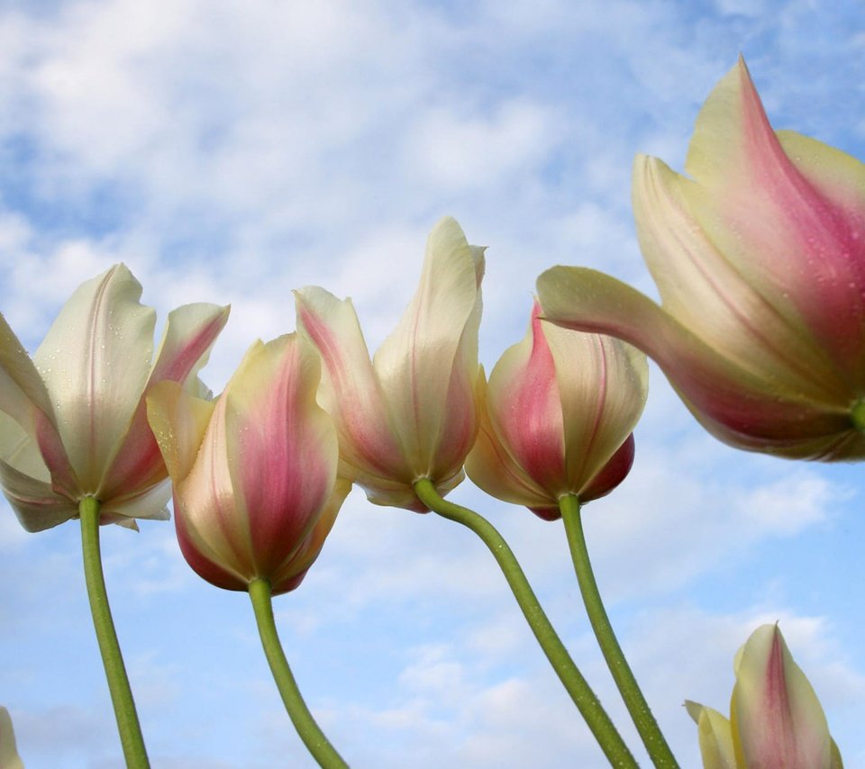 Обои небо, весна, тюльпан, the sky, spring, tulip разрешение 2560x1600 Загрузить