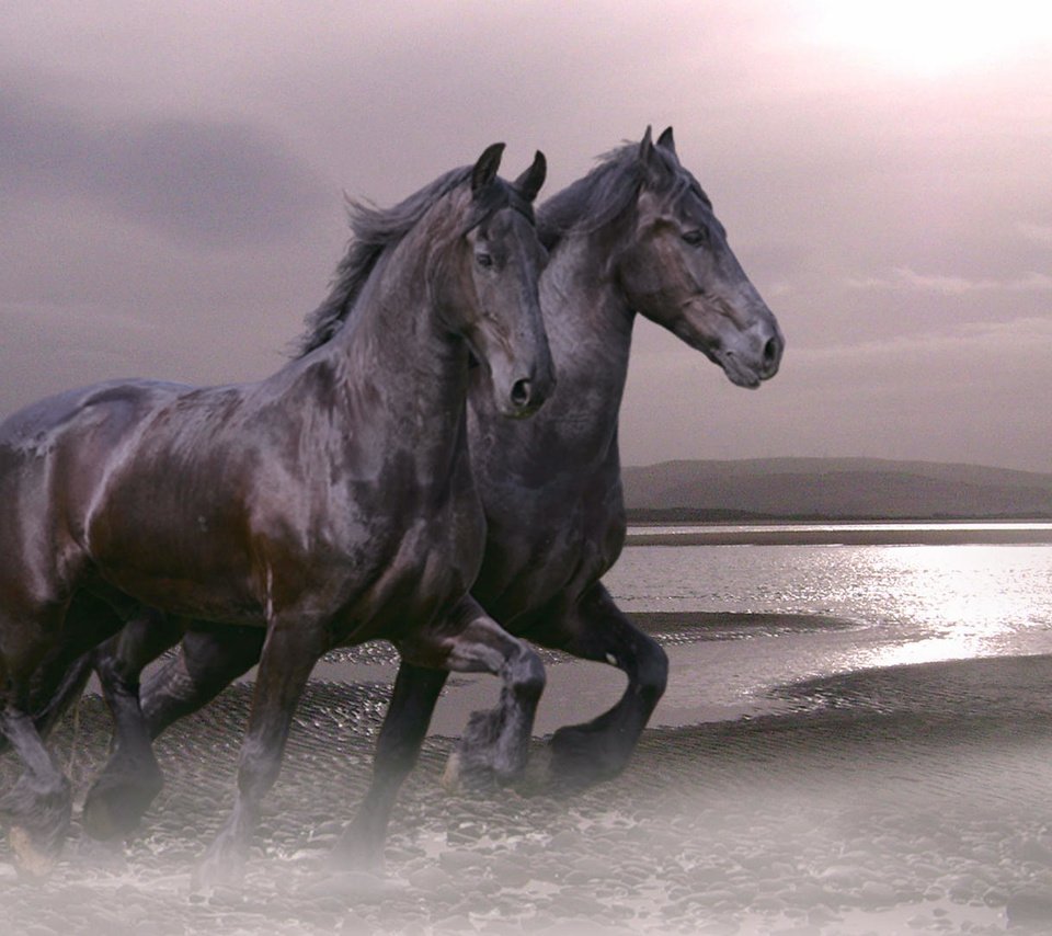 Обои лошадь, залив, жеребец, horse, bay, stallion разрешение 1920x1080 Загрузить