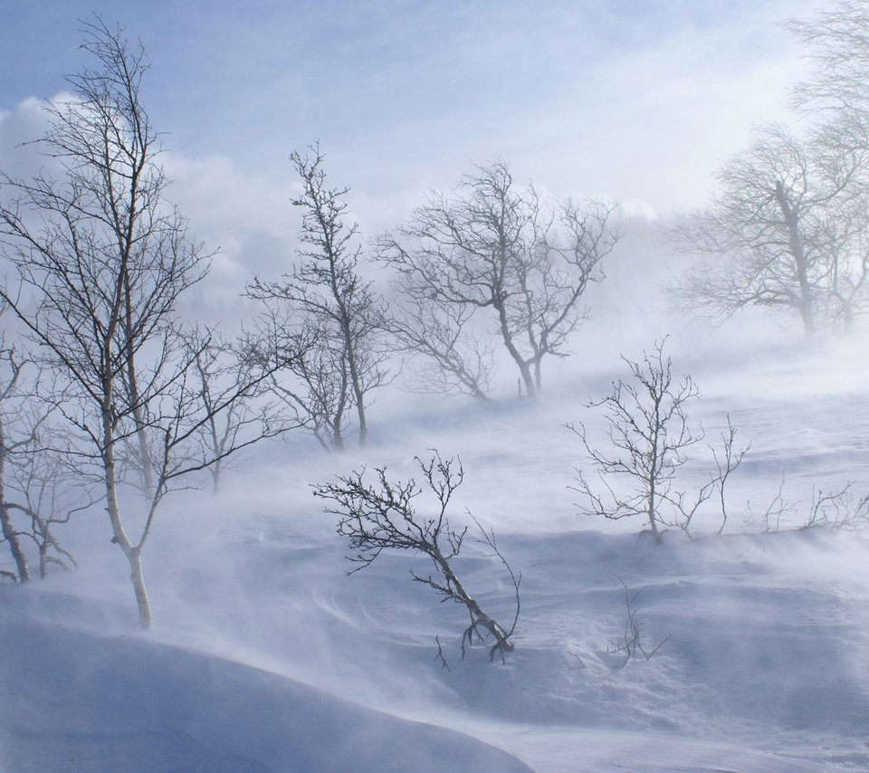 Обои деревья, снег, обои, лес, зима, холод, холм, вьюга, trees, snow, wallpaper, forest, winter, cold, hill, blizzard разрешение 1920x1200 Загрузить