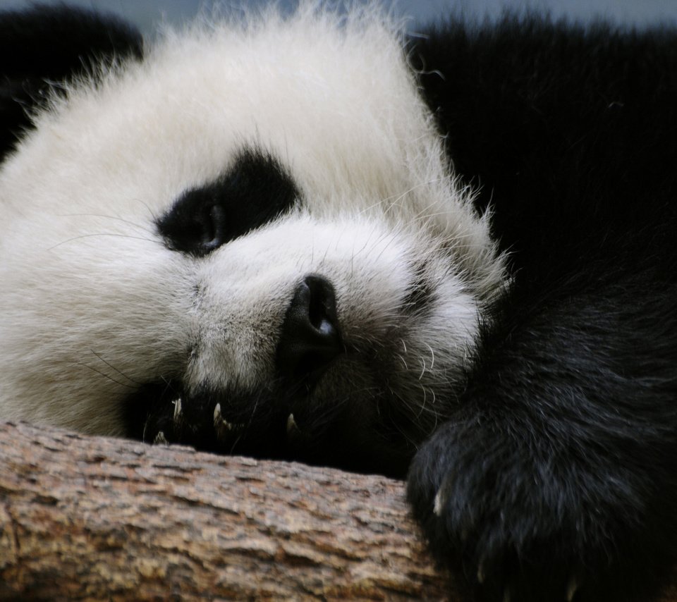 Обои ветка, панда, медведь, спит, бамбуковый медведь, большая панда, branch, panda, bear, sleeping, bamboo bear, the giant panda разрешение 2560x1600 Загрузить