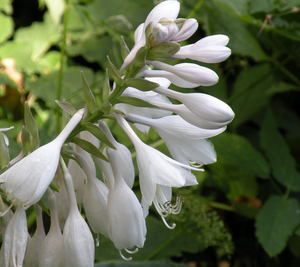 Обои цветы, белые, колокольчики, бутончики, flowers, white, bells, buds разрешение 1920x1200 Загрузить