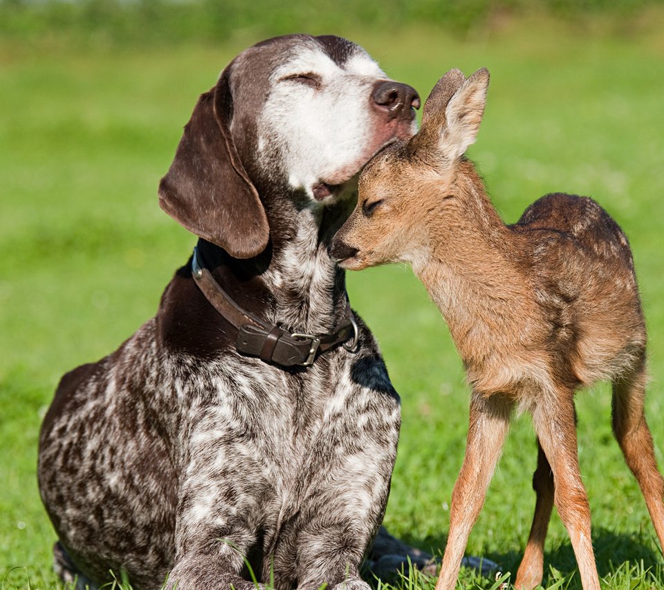 Обои нежность, дружба, доверие, tenderness, friendship, trust разрешение 1920x1080 Загрузить