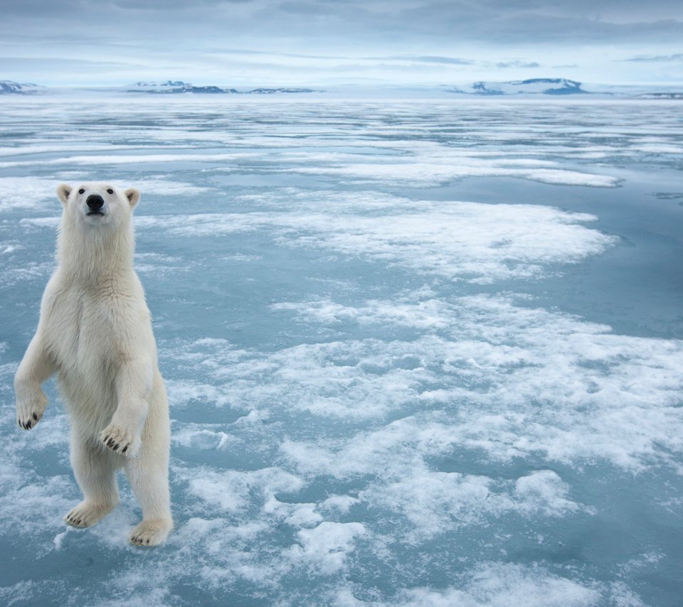 Обои снег, полярный медведь, медведь, лёд, белый медведь, snow, polar bear, bear, ice разрешение 1920x1200 Загрузить