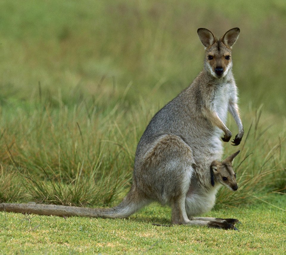 Обои кенгуру, детеныш, kangaroo, cub разрешение 1920x1200 Загрузить