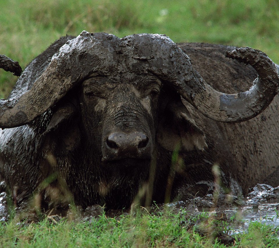Обои морда, грязь, взгляд, рога, буйвол, face, dirt, look, horns, buffalo разрешение 1920x1200 Загрузить