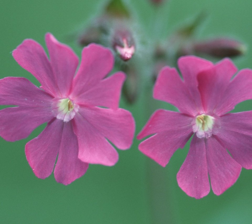 Обои цветы, смолевка, silene dioica, flowers, campion разрешение 1920x1080 Загрузить