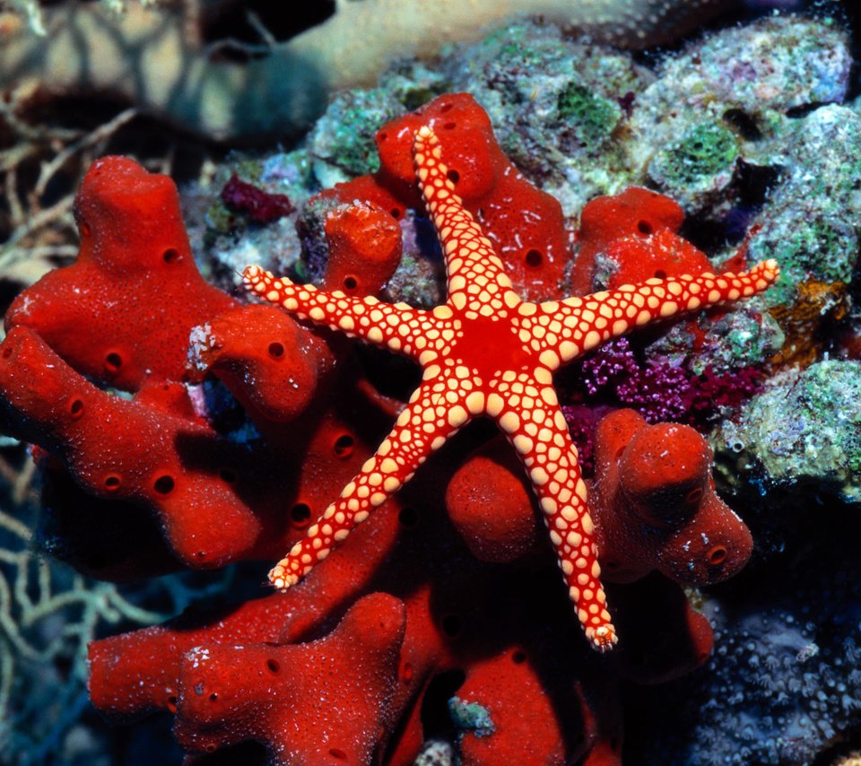 Обои мир, морская звезда, подводный, the world, starfish, underwater разрешение 1920x1200 Загрузить
