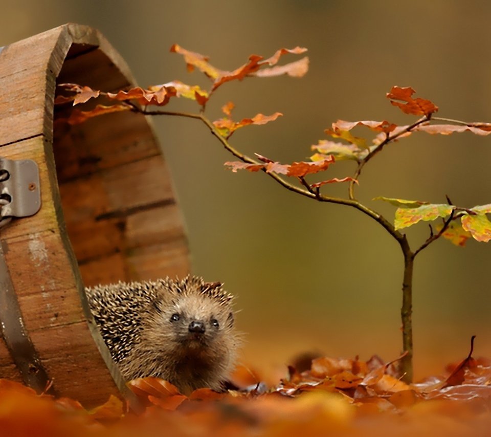 Обои листва, осень, ежик, foliage, autumn, hedgehog разрешение 1920x1200 Загрузить