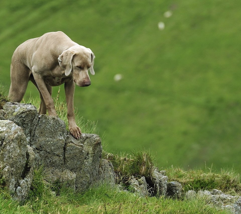 Обои веймаранер, the weimaraner разрешение 1920x1200 Загрузить