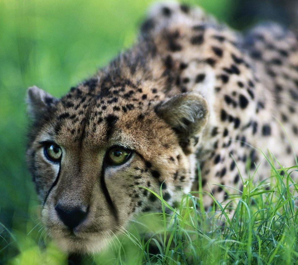 Обои гепард, на, охоте, cheetah, on, hunting разрешение 1920x1200 Загрузить