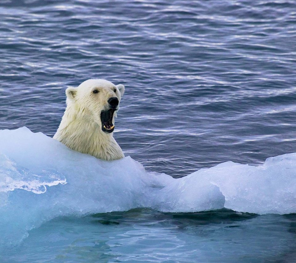Обои вода, полярный медведь, медведь, белый, белый медведь, льдина, арктика, миша, water, polar bear, bear, white, floe, arctic, mike разрешение 1920x1200 Загрузить