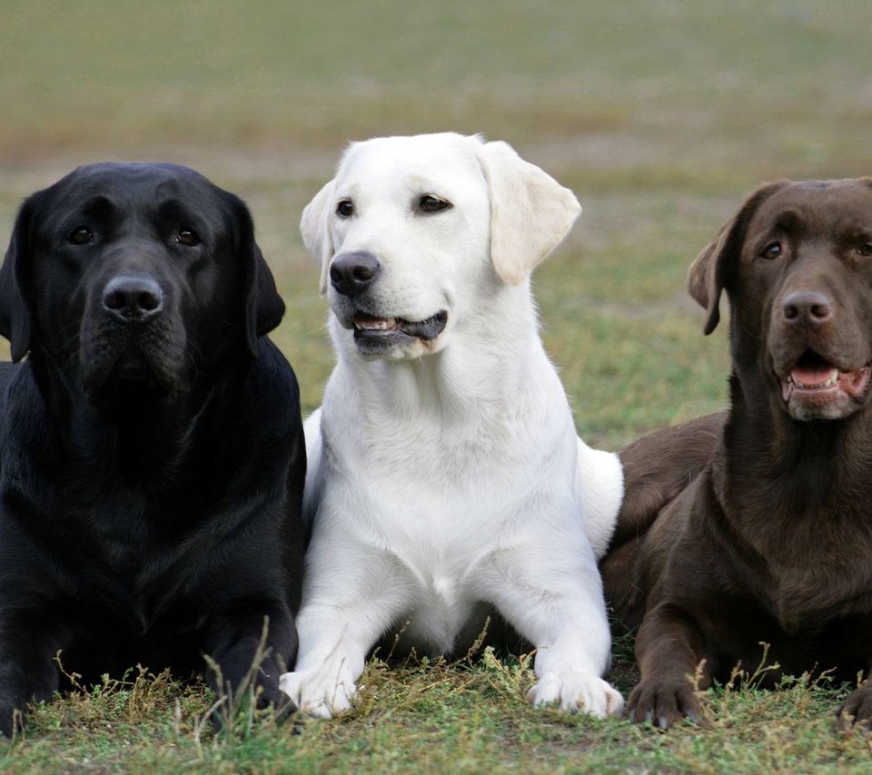 Обои трава, лабрадор, собаки, ретривер, лабрадор ретривер, grass, labrador, dogs, retriever, labrador retriever разрешение 1920x1200 Загрузить