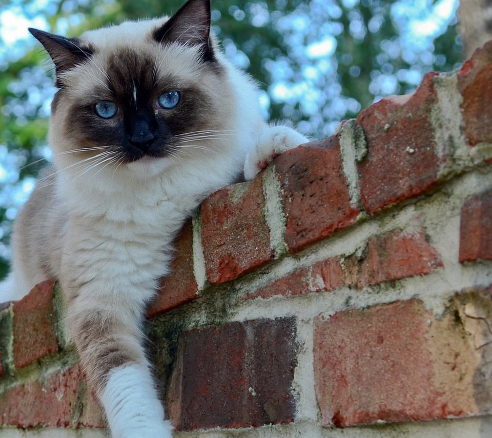 Обои глаза, кот, кошка, взгляд, забор, кирпичи, сиамский, eyes, cat, look, the fence, bricks, siamese разрешение 1920x1200 Загрузить