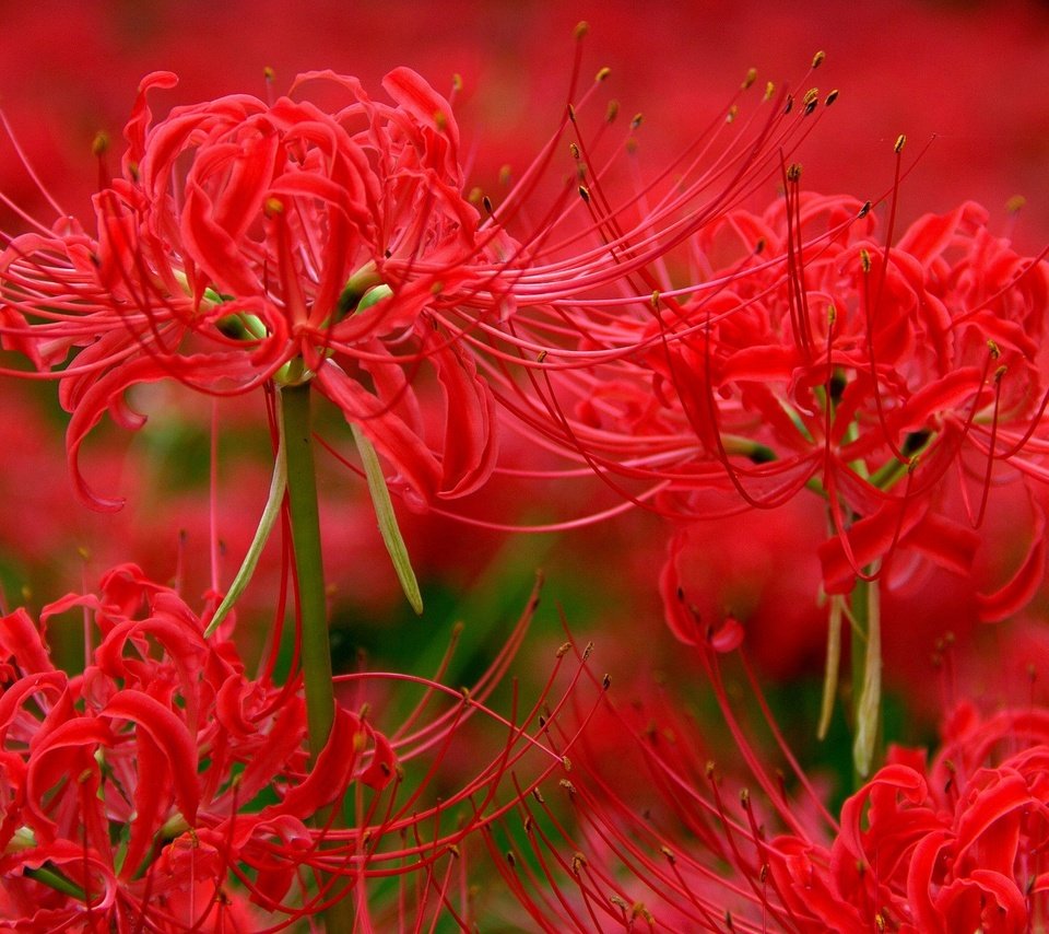 Обои цветы, макро, красная, лилии, лилия паучья, ликорис, flowers, macro, red, lily, lily spider, he lost his parents, разрешение 2048x1264 Загрузить