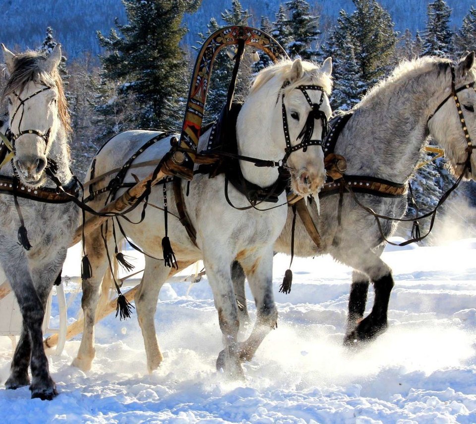 Обои снег, зима, мороз, сани, лошади, кони, упряжка, тройка, snow, winter, frost, sleigh, horse, horses, team, three разрешение 1920x1200 Загрузить