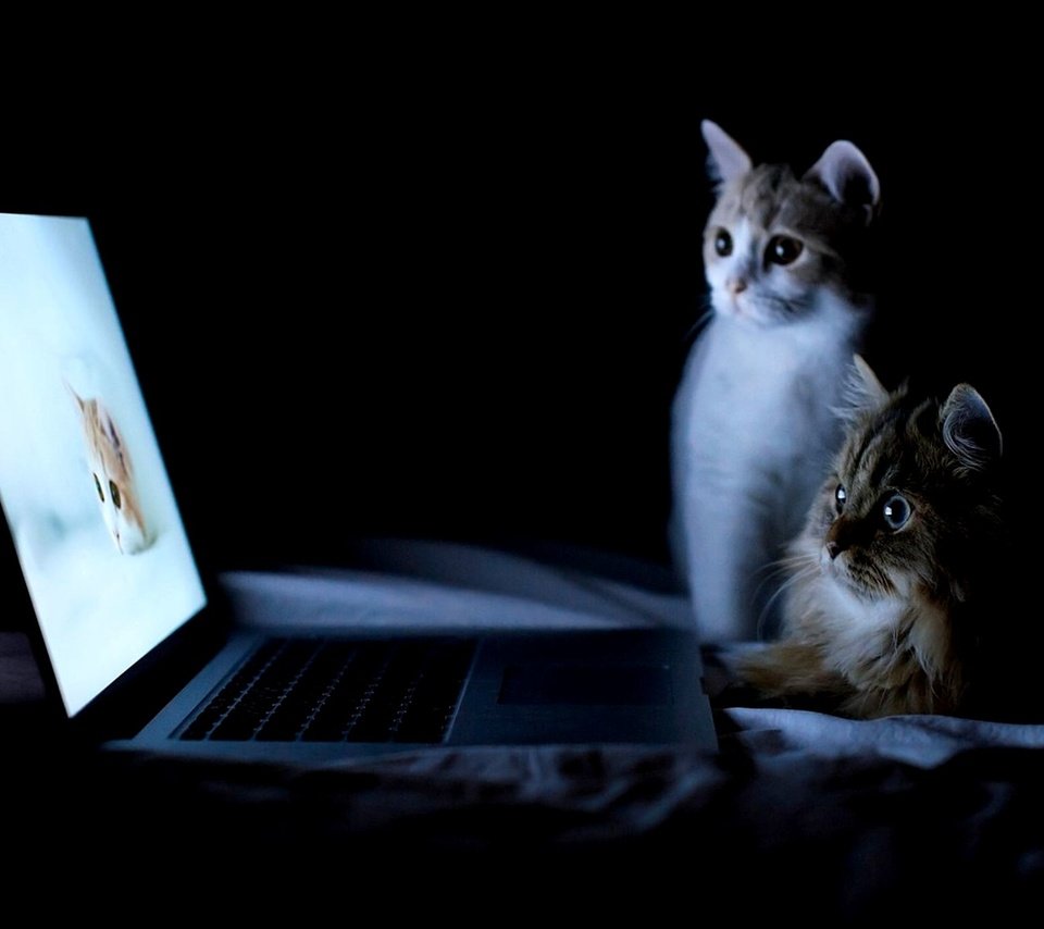 Обои ночь, кошки, ноутбук, night, cats, laptop разрешение 2000x1377 Загрузить