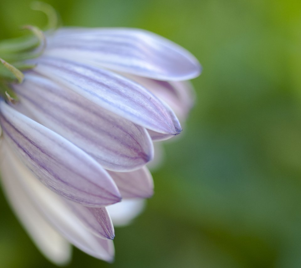 Обои макро, цветок, лепестки, боке, fon, cvety, makro, priroda, foto, маргаритка, macro, flower, petals, bokeh, daisy разрешение 2560x1600 Загрузить