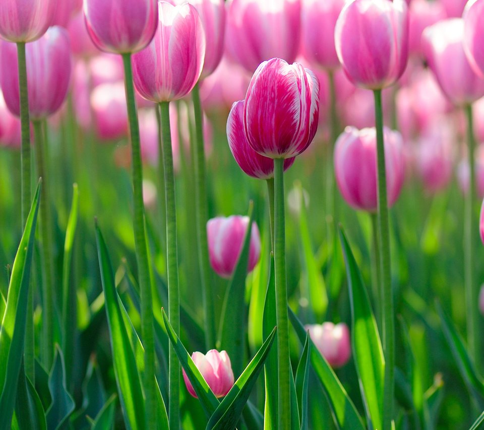 Обои цветы, поле, тюльпаны, много, клумба, flowers, field, tulips, a lot, flowerbed разрешение 1920x1200 Загрузить