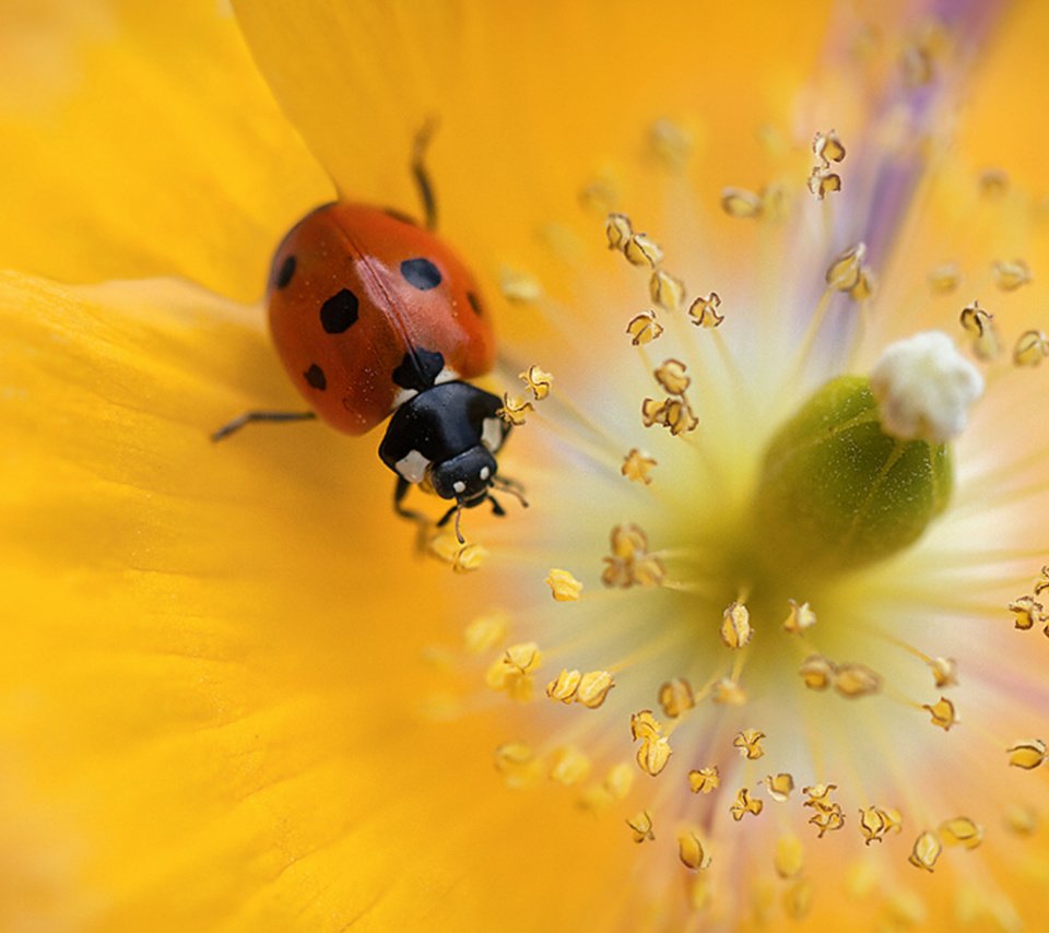 Обои красивый цветок, божья коровка для рабочего стола, beautiful flower, ladybug for your desktop разрешение 2560x1600 Загрузить
