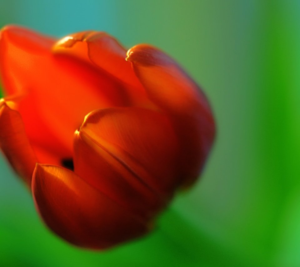 Обои макро, фон, цветок, красный, размытость, тюльпан, macro, background, flower, red, blur, tulip разрешение 1920x1200 Загрузить