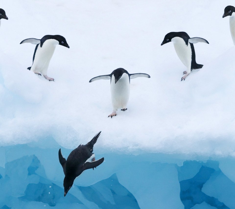 Обои вода, снег, лёд, птицы, пингвины, water, snow, ice, birds, penguins разрешение 1920x1080 Загрузить