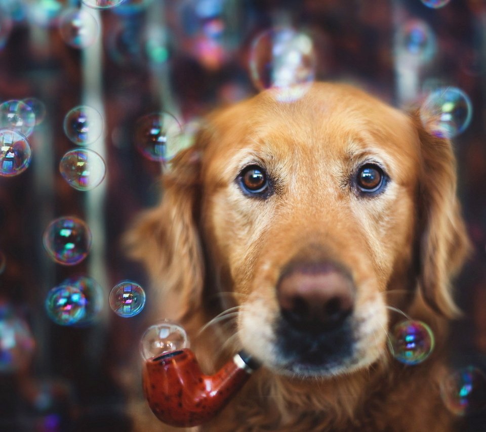 Обои фон, мордочка, взгляд, пузыри, собака, трубка, мыльные пузыри, золотистый ретривер, мыльные, soap, background, muzzle, look, bubbles, dog, tube, golden retriever разрешение 1920x1200 Загрузить