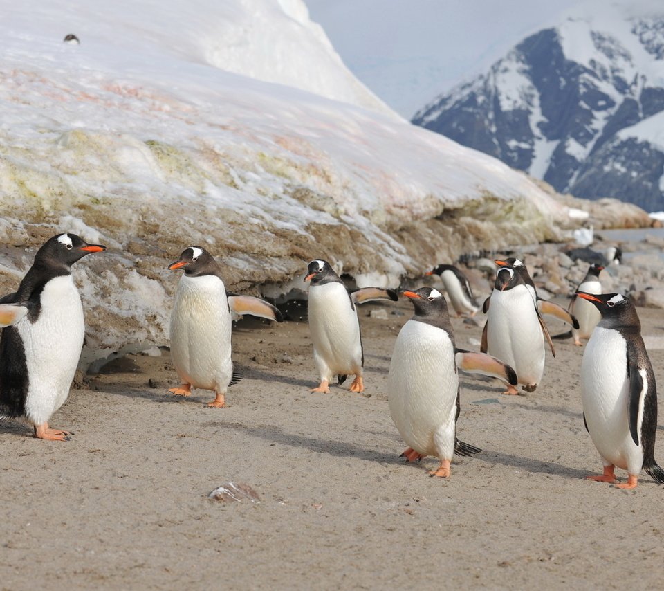 Обои птицы, семья, пингвины, антарктика, птенцы, birds, family, penguins, antarctica, chicks разрешение 2560x1600 Загрузить
