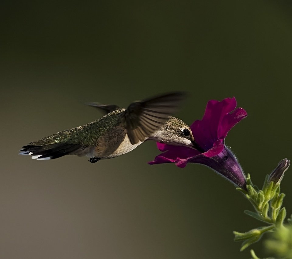 Обои макро, цветок, птица, колибри, петуния, macro, flower, bird, hummingbird, petunia разрешение 1920x1256 Загрузить