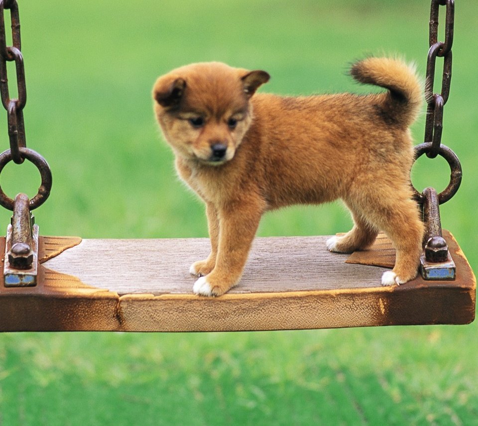 Обои фон, собака, щенок, качели, цепи, милый, background, dog, puppy, swing, chain, cute разрешение 1920x1080 Загрузить