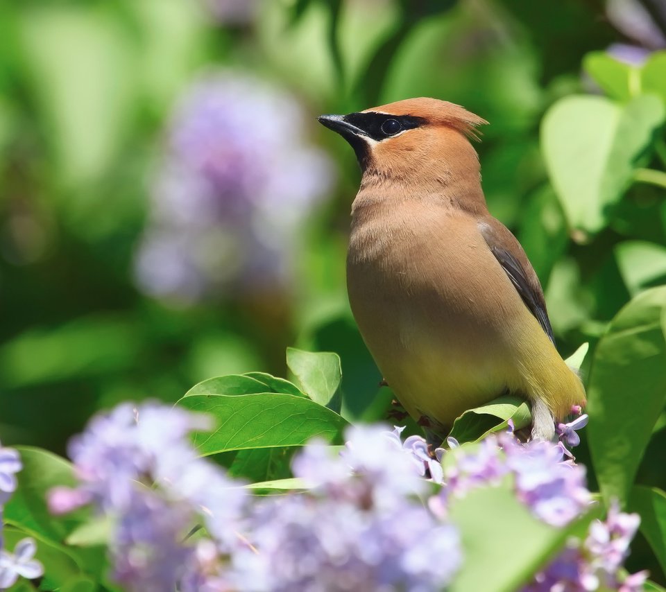 Обои цветы, природа, птица, весна, куст, сирень, свиристель, flowers, nature, bird, spring, bush, lilac, the waxwing разрешение 2048x1671 Загрузить