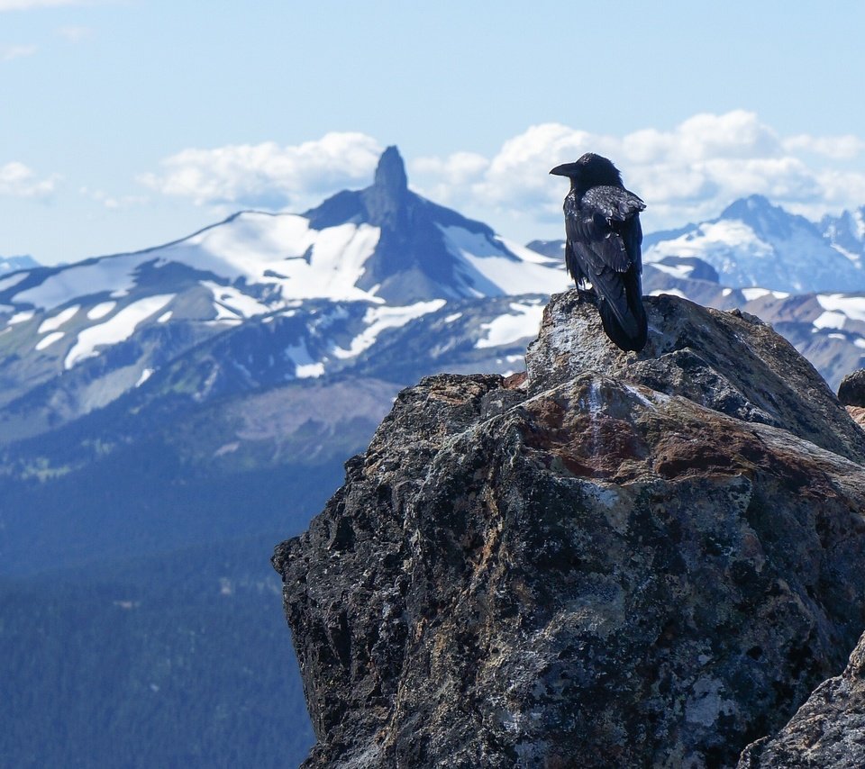 Обои горы, природа, камни, горизонт, черный, птицы, ворон, mountains, nature, stones, horizon, black, birds, raven разрешение 2561x1600 Загрузить