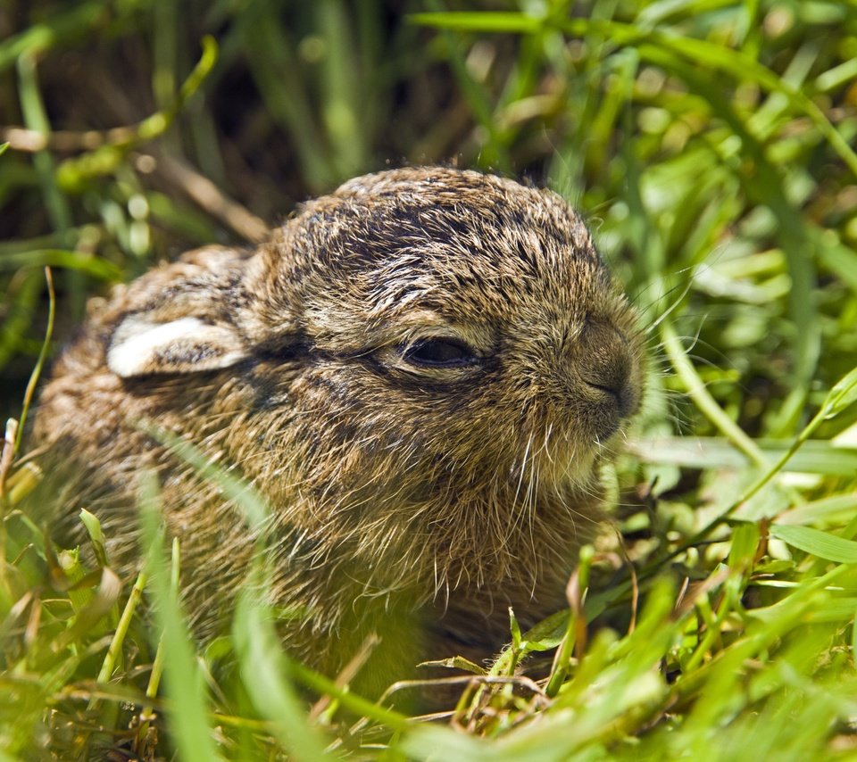 Обои трава, природа, животные, малыш, зайцы, зайчонок, grass, nature, animals, baby, rabbits, hare разрешение 3600x2400 Загрузить