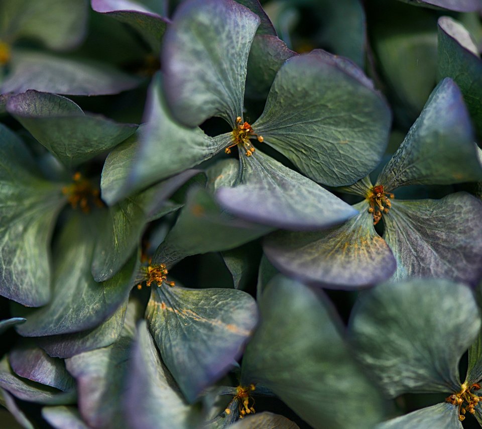 Обои цветы, лепестки, соцветие, гортензия, flowers, petals, inflorescence, hydrangea разрешение 1920x1080 Загрузить