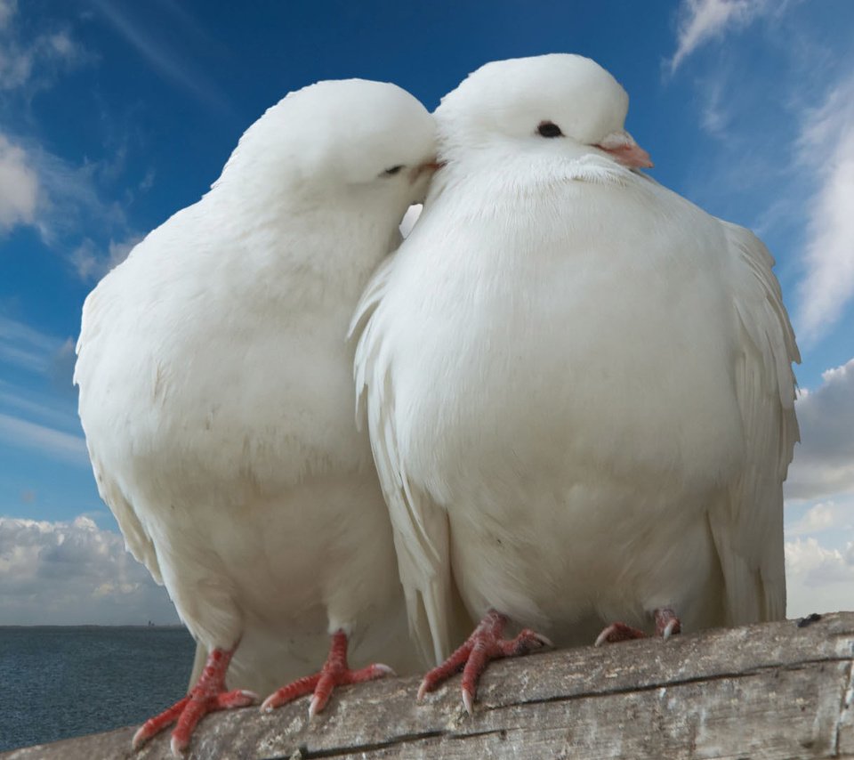 Обои небо, птицы, белые, объятия, голуби, два белых голубя, the sky, birds, white, hugs, pigeons, two snow-white doves разрешение 1920x1080 Загрузить